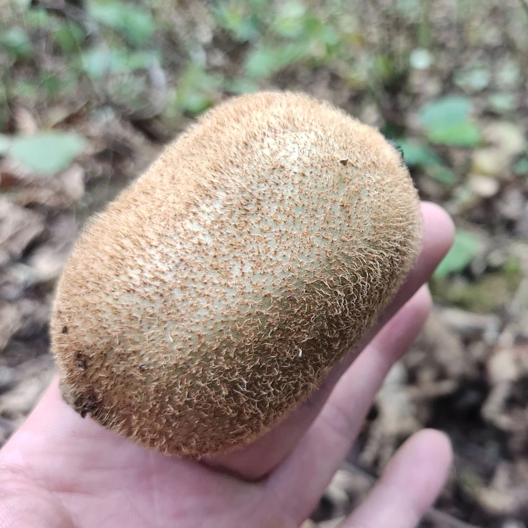 万源深山野生猕猴桃大果