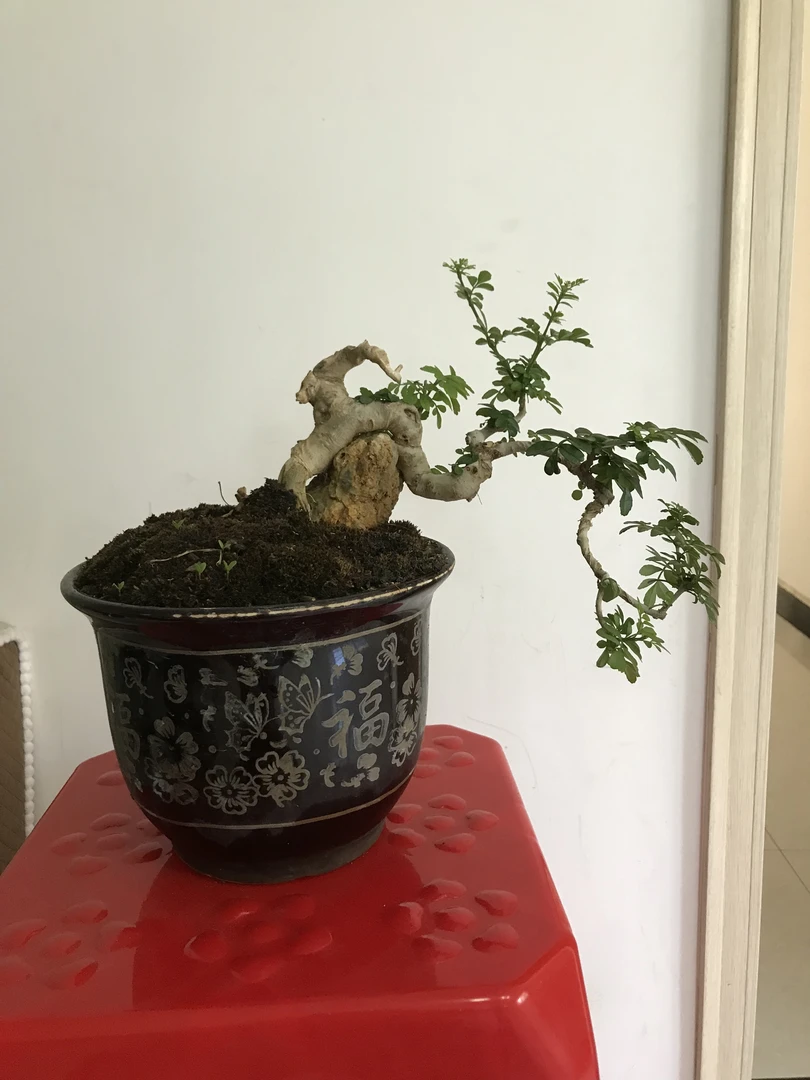 对节白蜡悬崖附石小老桩，粗度2公分，冠幅25公分。景观盆栽组合