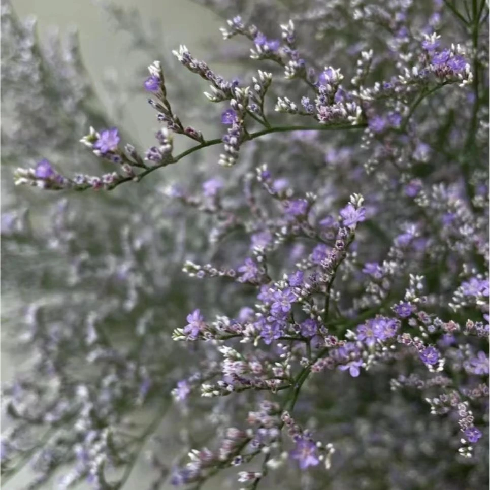 【福利爆款】 情人草 配花配草 店铺现货包邮 鲜花鲜切花