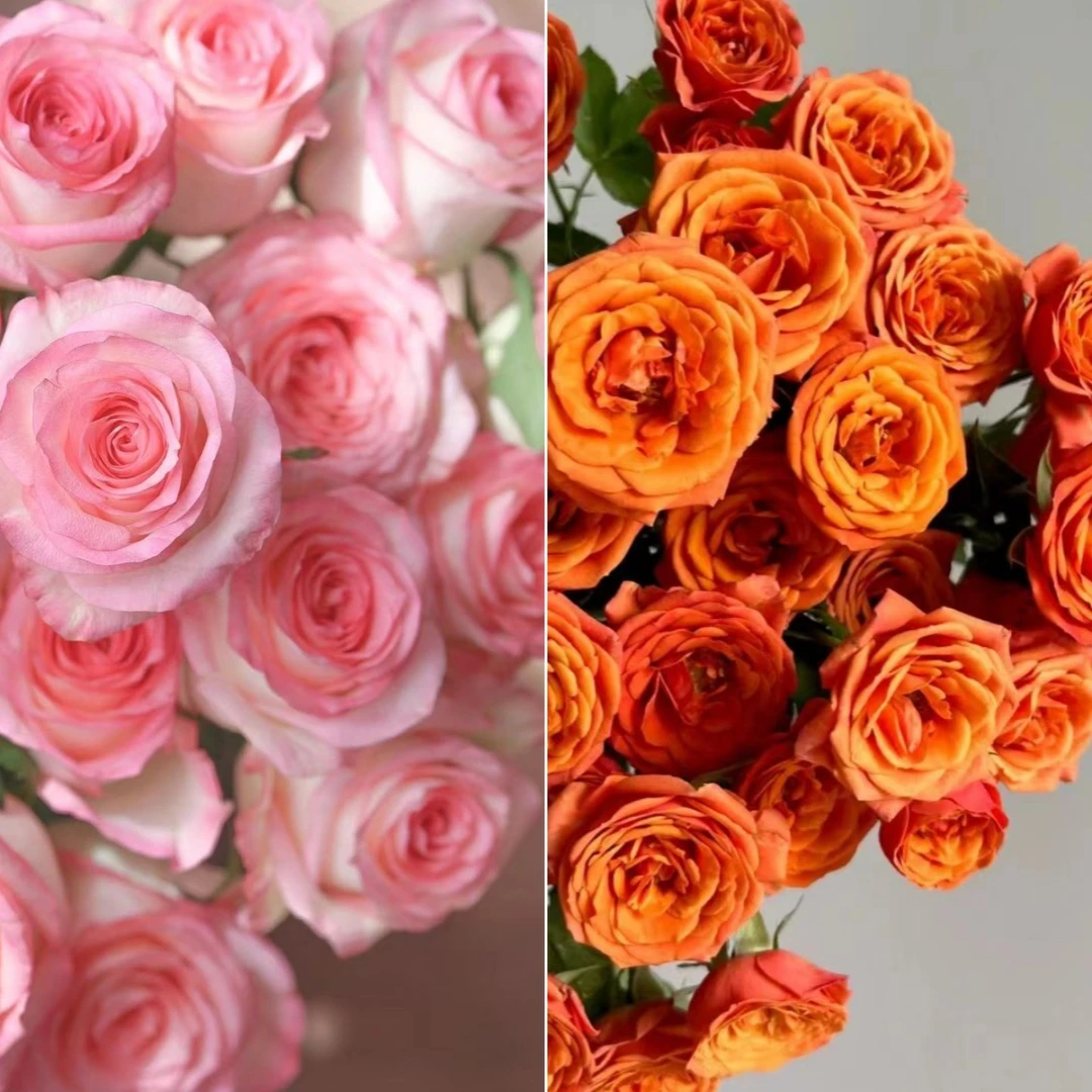 【浮力组合】 艾莎+橙芭比  店铺现货包邮 鲜花鲜切花