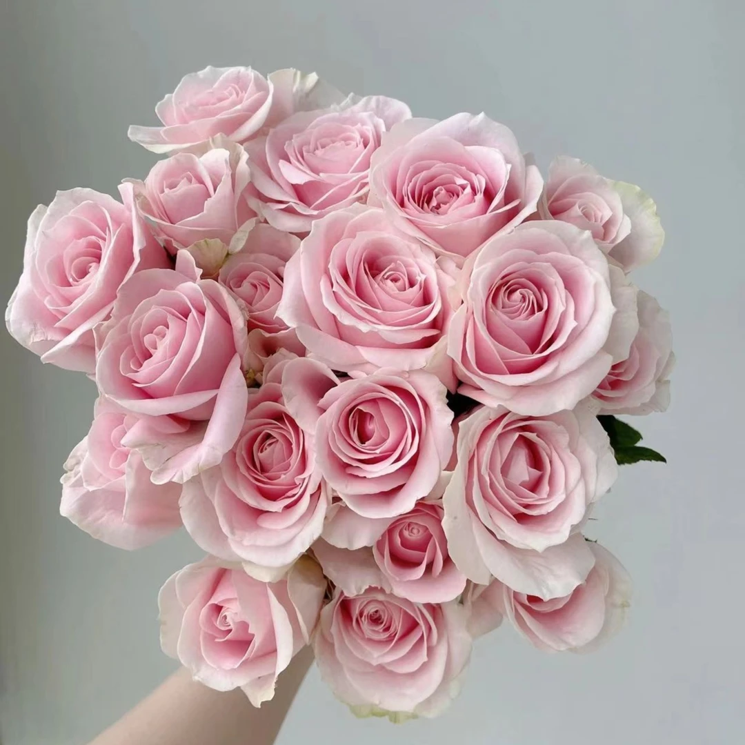 【同价位可拼单】粉雪山 单头玫瑰 店铺现货包邮 鲜花鲜切花