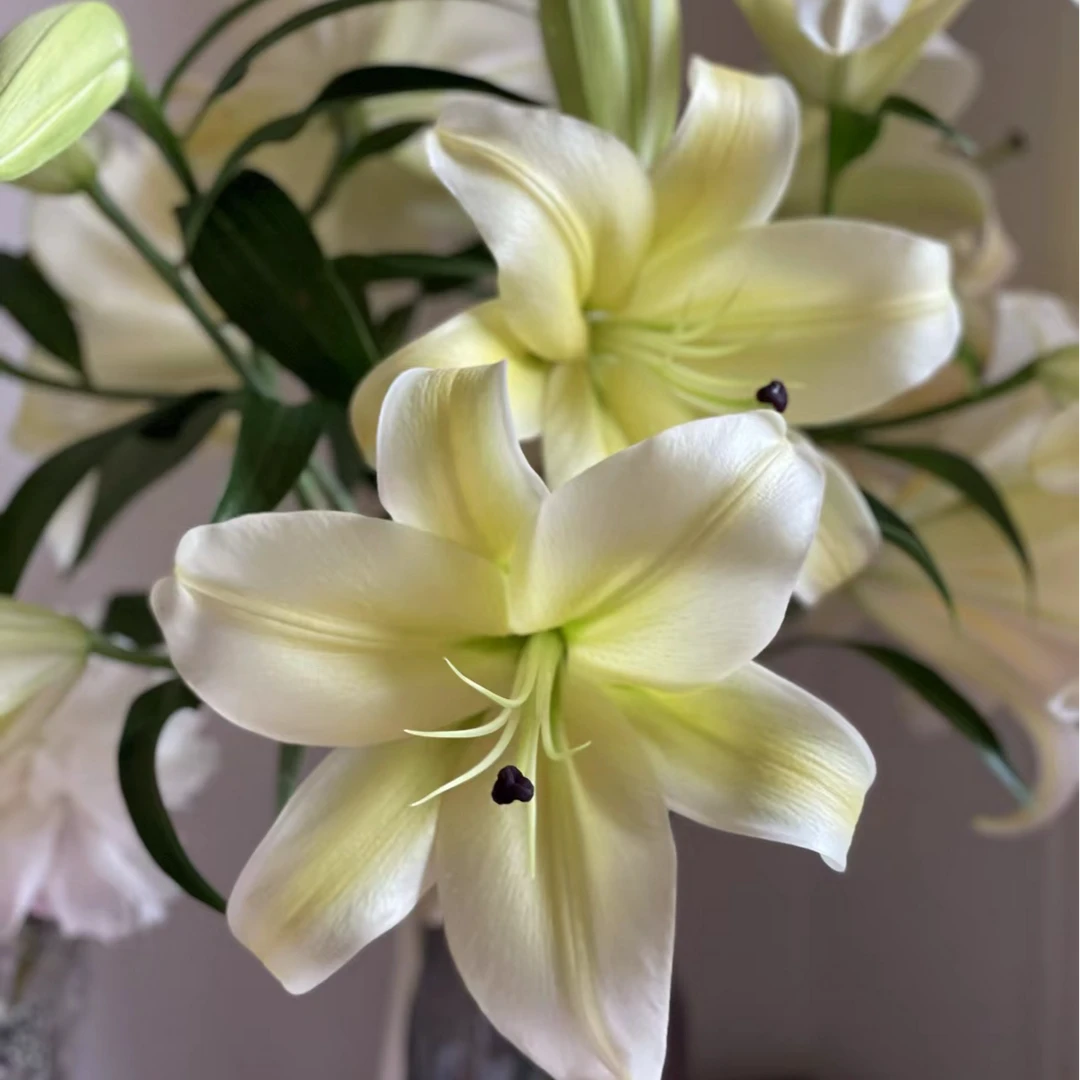 【今日浮力】小头黄天霸百合  香水百合 店铺现货包邮 鲜花鲜切花