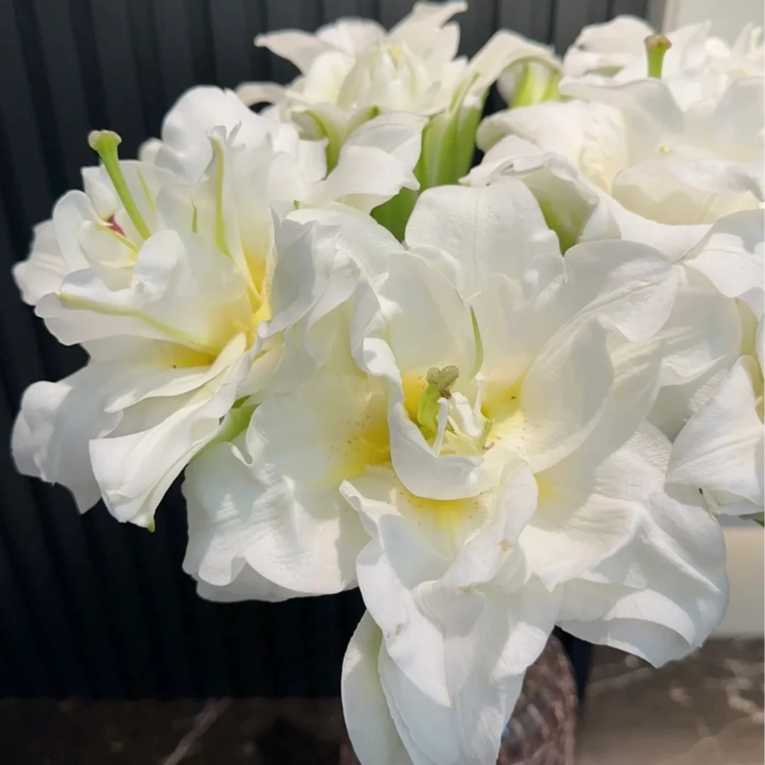 【福利爆款】 白雪公主重瓣百合 重瓣百合 店铺现货包邮 鲜花鲜切花