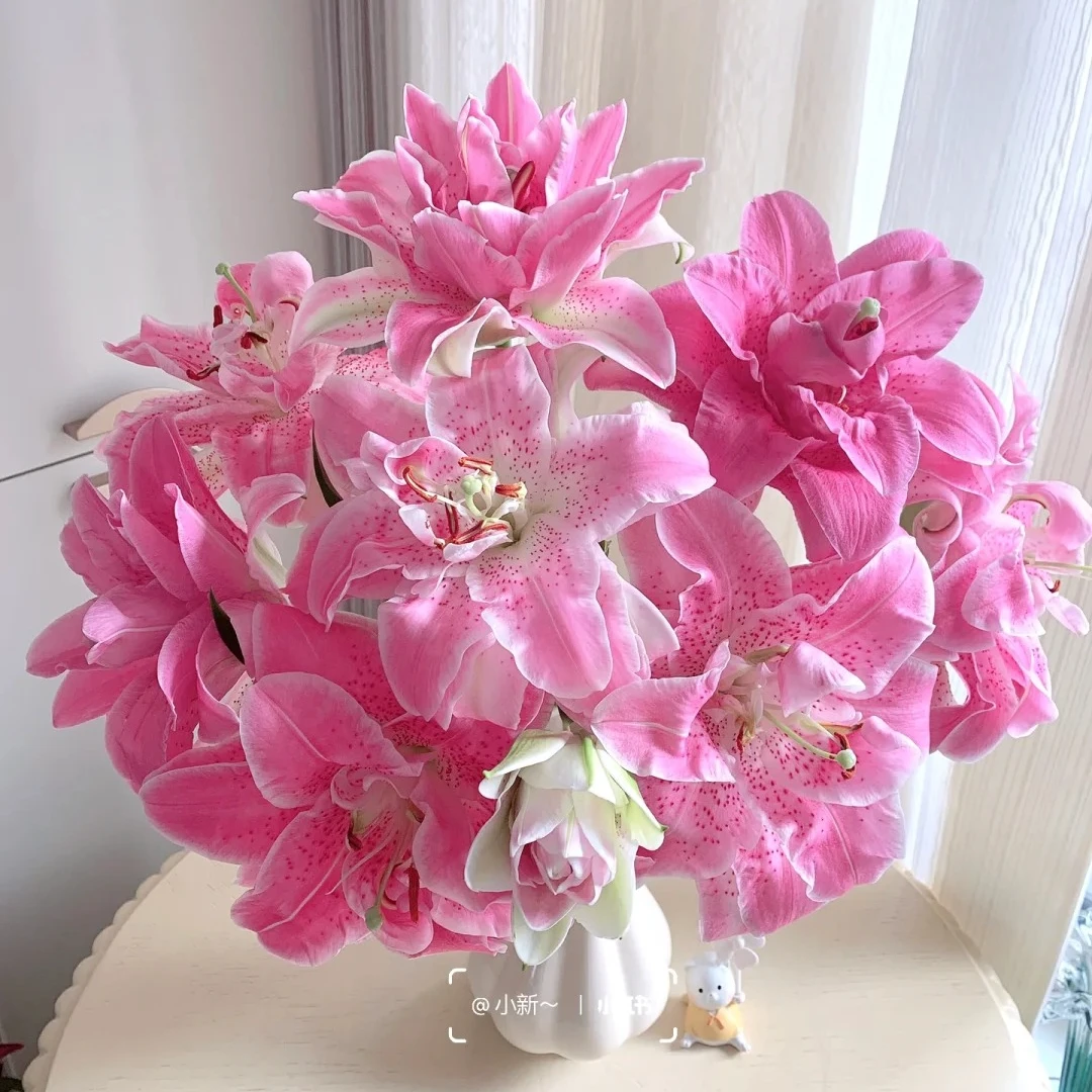 【福利爆款】 粉拉菲重瓣百合 香水百合 店铺现货包邮 鲜花鲜切花