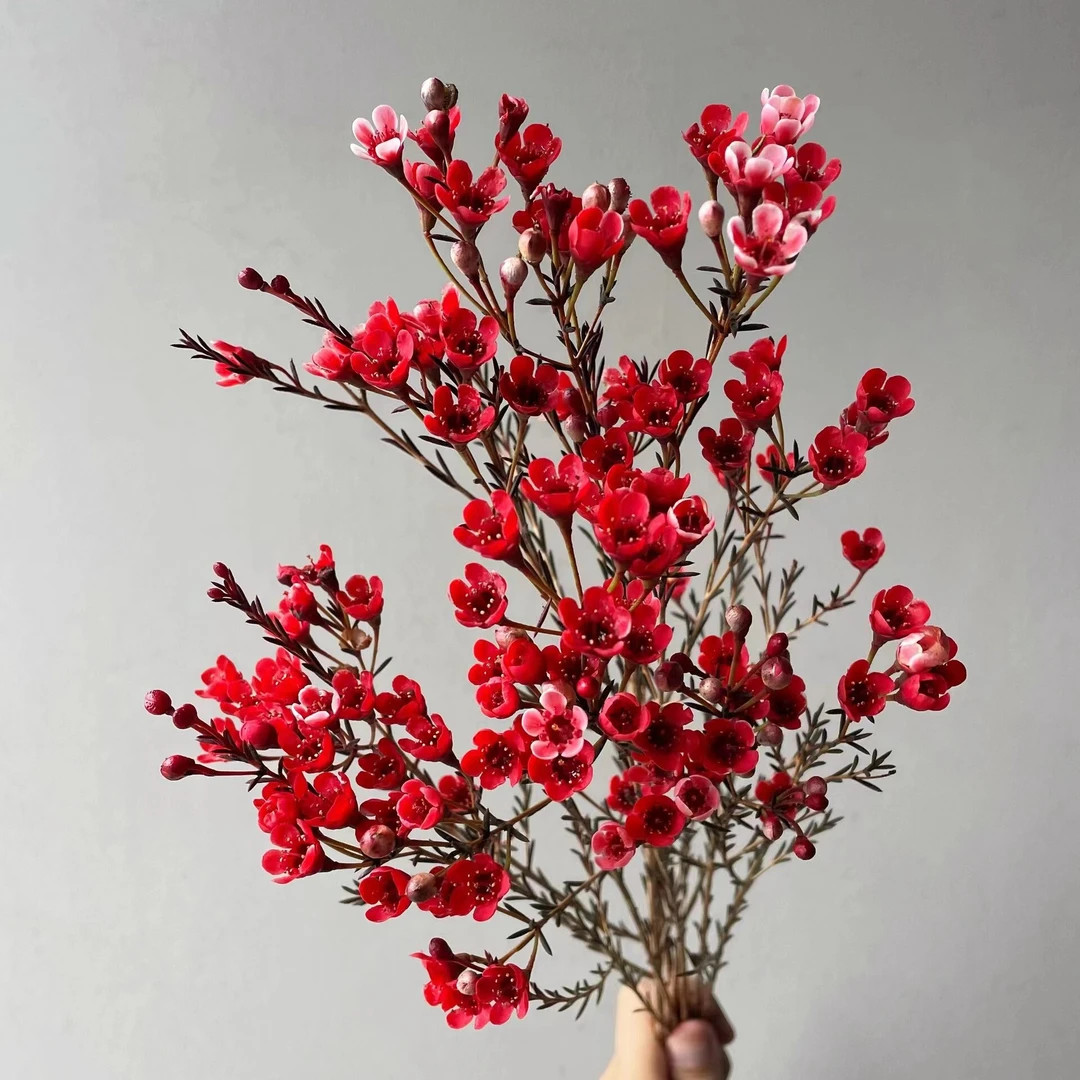 【拍2件满减】 澳洲腊梅 木本小花 店铺现货包邮  鲜花鲜切花