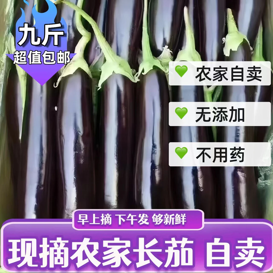 9斤包邮农家自卖紫皮长茄现摘新鲜蔬菜绿把茄子自种长茄非圆茄
