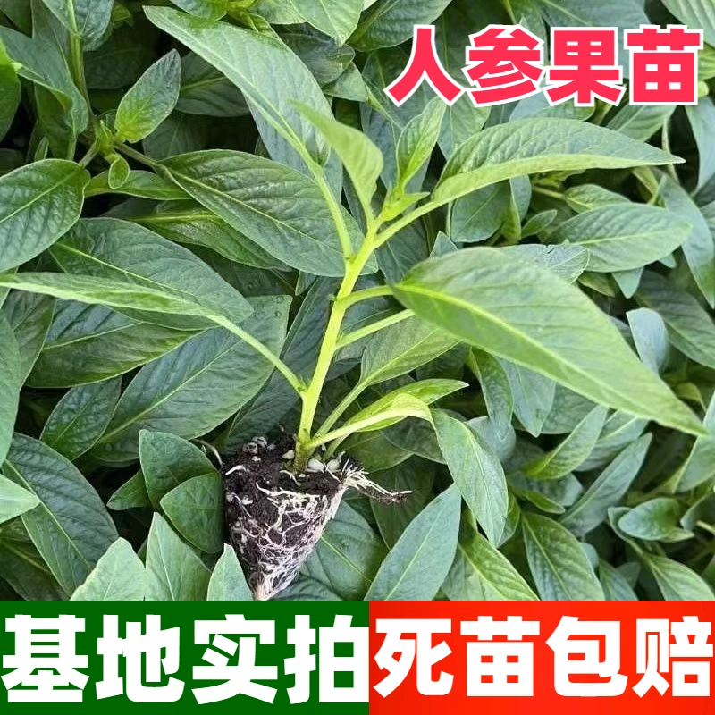 抢20CM成熟苗！云南人参果苗阳台盆栽黄心高产四季农家菜园果苗