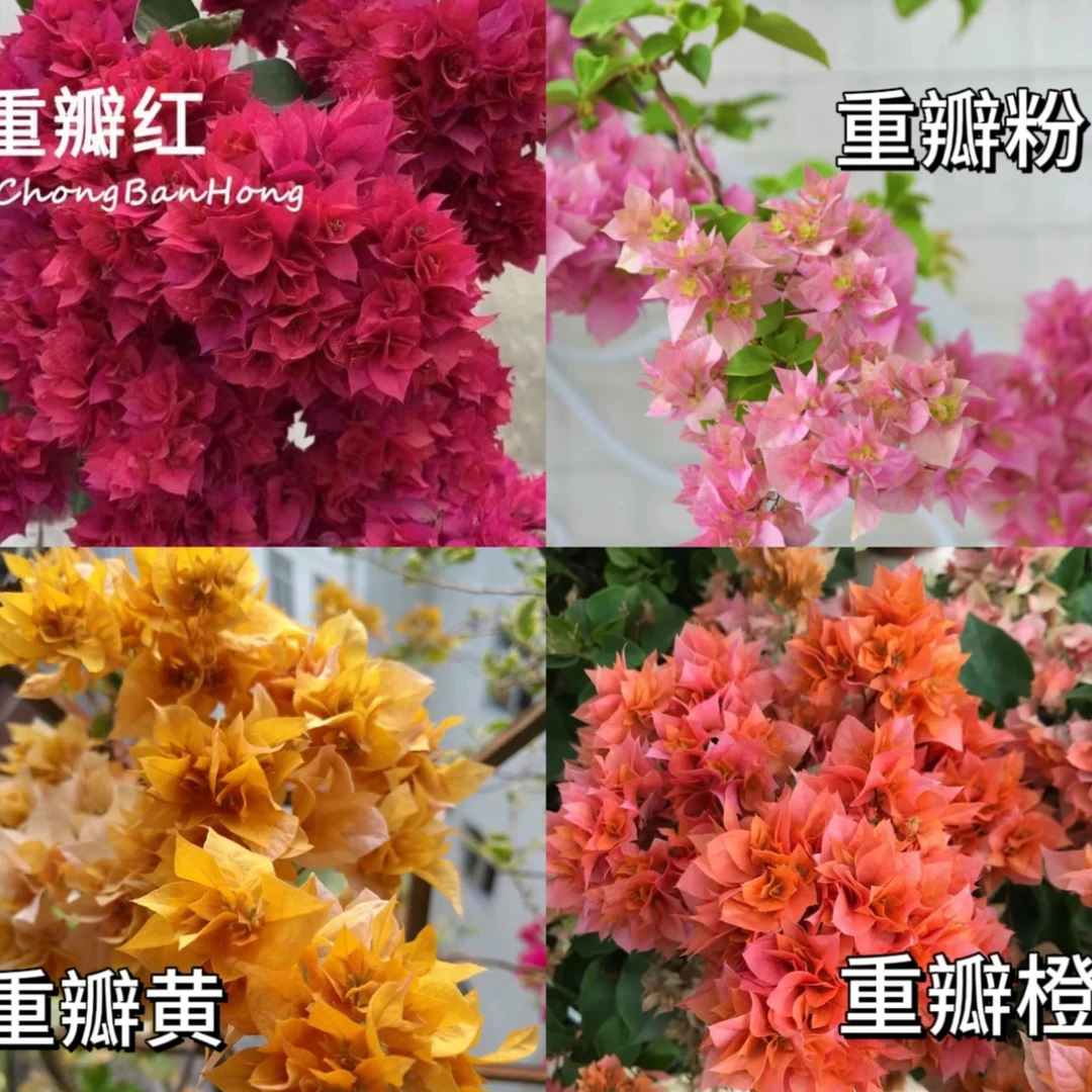 「重瓣红，粉」复瓣系列不易掉花