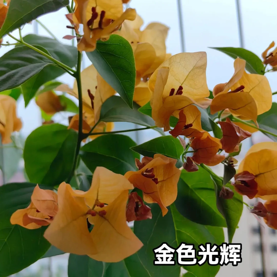 「金色光辉三角梅」花量大勤花
