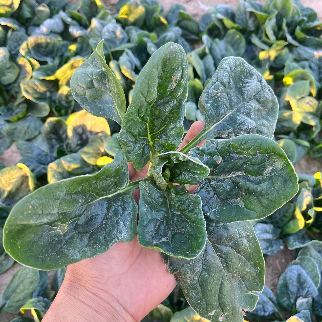 【顺丰送货到家】霜打露天矮杆趴地小菠菜新鲜红根菠菜农家蔬菜