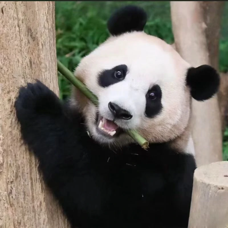 随机银针、牡丹、寿眉合计5g*2泡