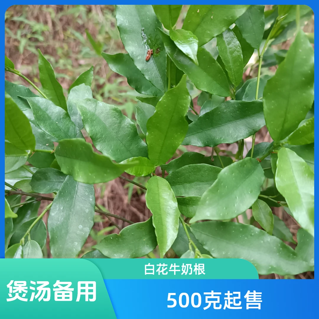 白花牛奶根，深山采挖奶香味气浓郁煲汤用 散装500克起售包邮