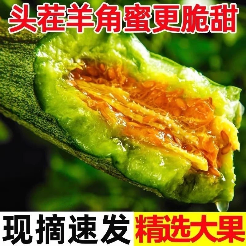 【香甜多汁】山东头茬羊角蜜甜瓜博洋瓜孕妇新鲜现摘应季水果脆甜