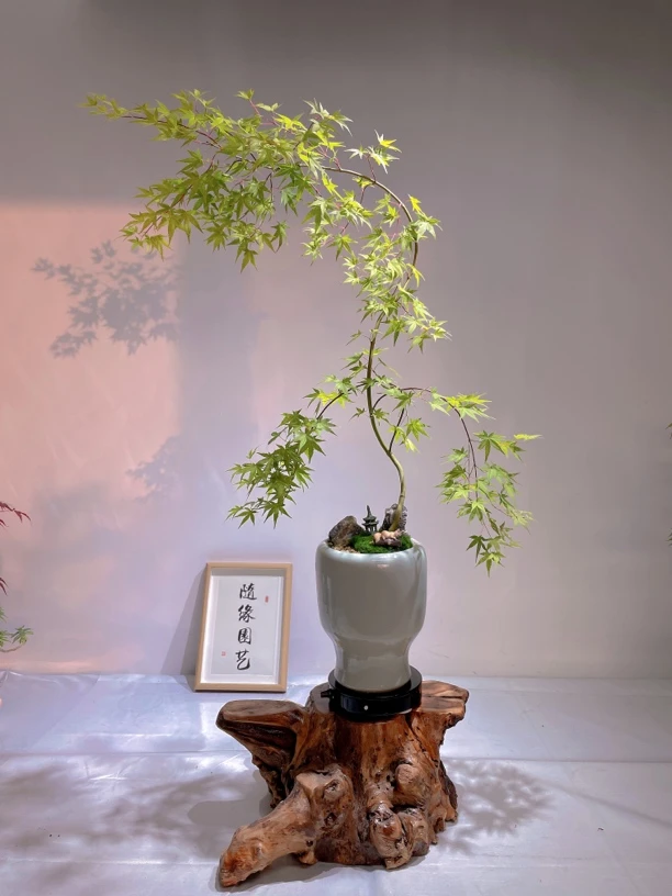 精品造型黄金流泉枫 室内