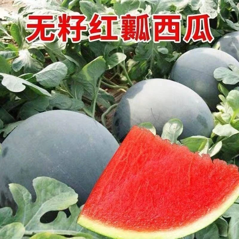 黑皮无籽西瓜多汁早熟薄皮沙瓢新鲜水果西瓜无籽农家自种西瓜