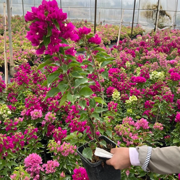 玫瑰红三角梅图片以实物为准，花叶可能因为运输全落介意勿拍带土