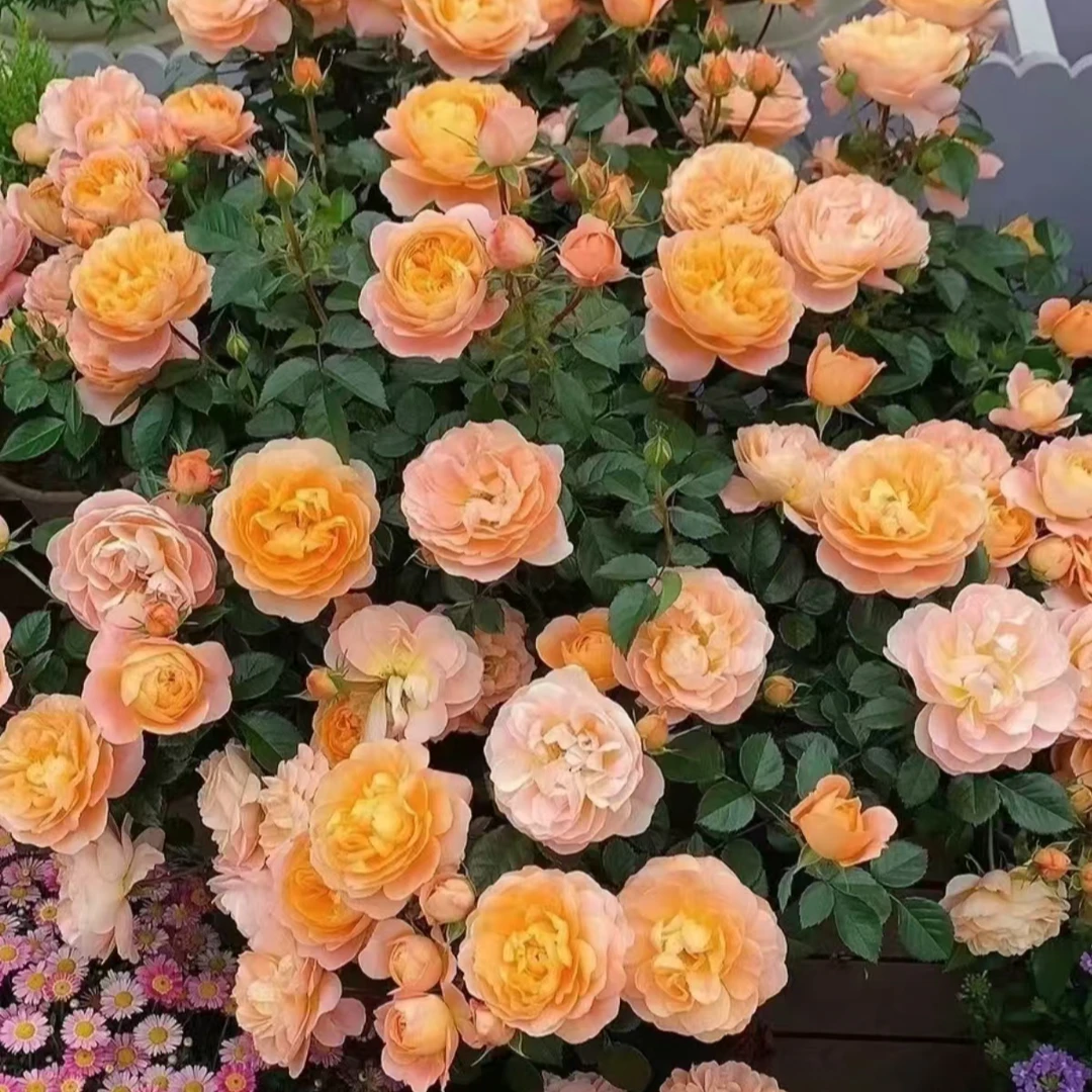 橙色果汁月季棒棒糖 盆栽花卉花苞发货庭院阳台 2加仑