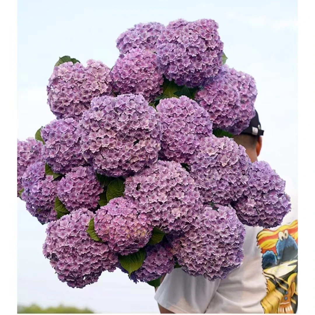 老桩太阳神殿  重瓣绣球花 盆栽花卉  适合庭院室外种植  5加仑