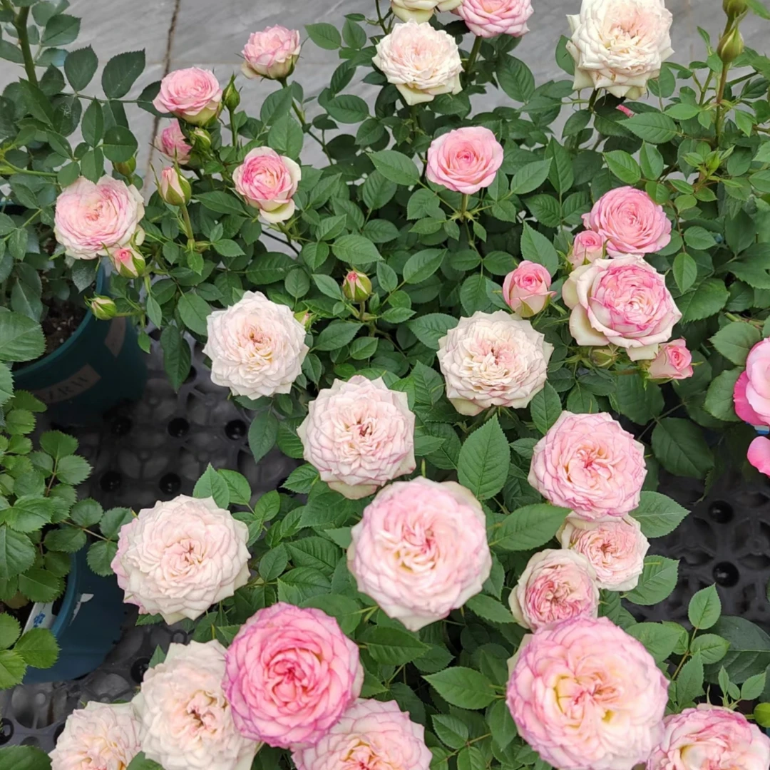 粉雨 月季棒棒糖 盆栽花卉花苞发货庭院阳台 1加仑