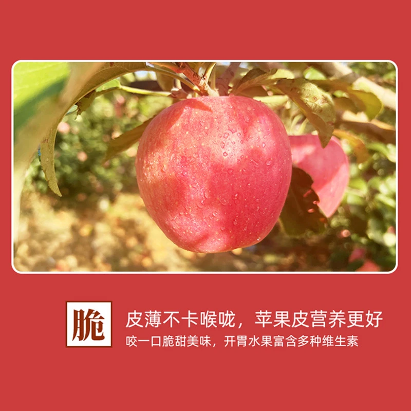 原产地直发富硒寒富苹果新鲜应季水果孕妇老人小孩水果