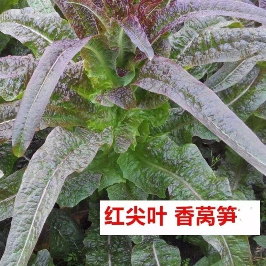【现摘现发】湖北新鲜莴笋3斤