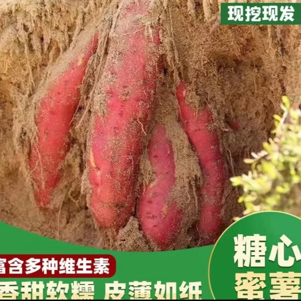 【西瓜红蜜薯】黄河流域沙土地西瓜红糖心蜜薯自家种植新鲜发货