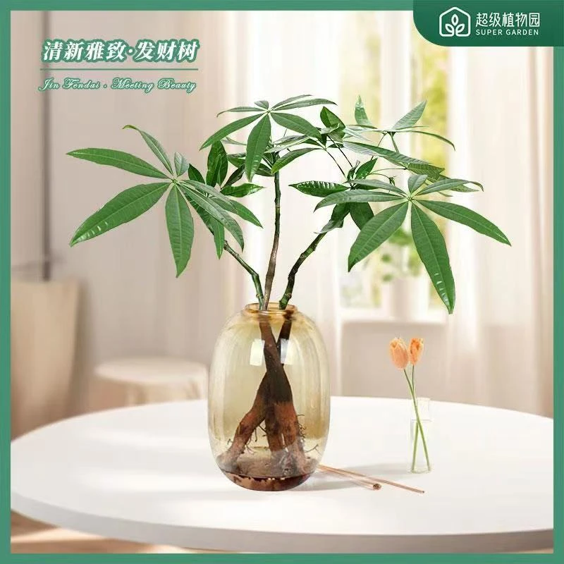 水培发财树琥珀色树脂大肚瓶易活植物四季常青办公吸甲醛净化空气