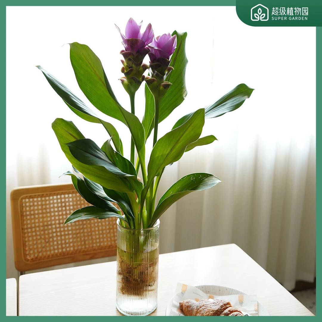 姜荷花水培多年生长开花卉室内简单好养绿植鲜花带花苞玻璃花瓶