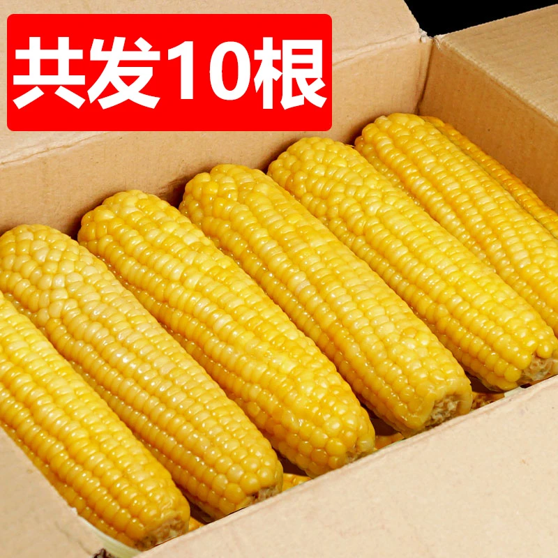【10根大棒】大棒甜糯玉米黄玉米粗粮代餐减糯粘黏黄玉米棒子脂