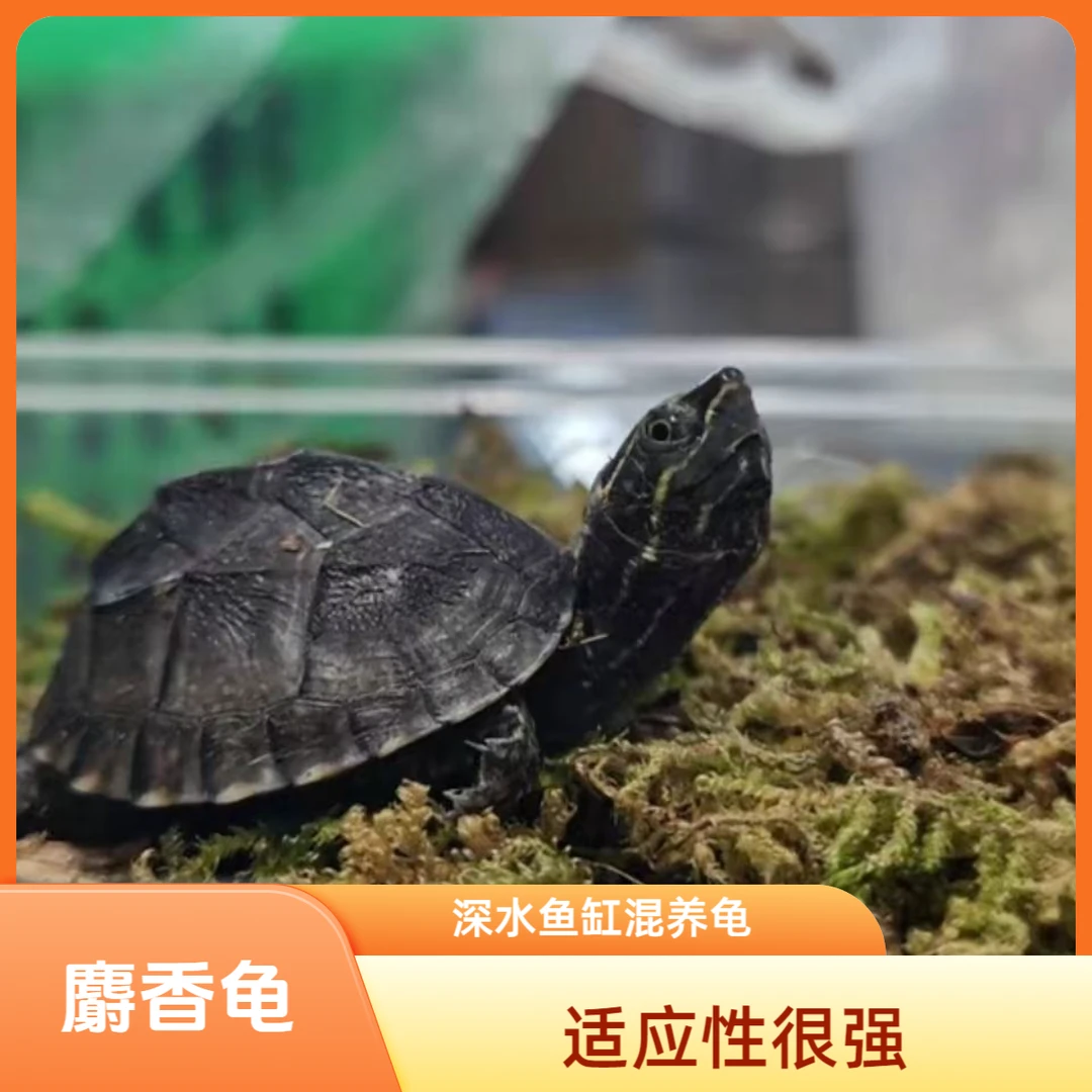 波仔家麝香蛋龟苗观赏龟