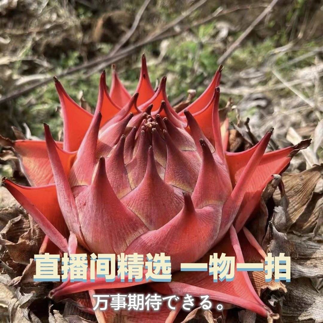 云南特色花卉地涌金莲好管理易成活自然盆景《直播间精选一物一拍》