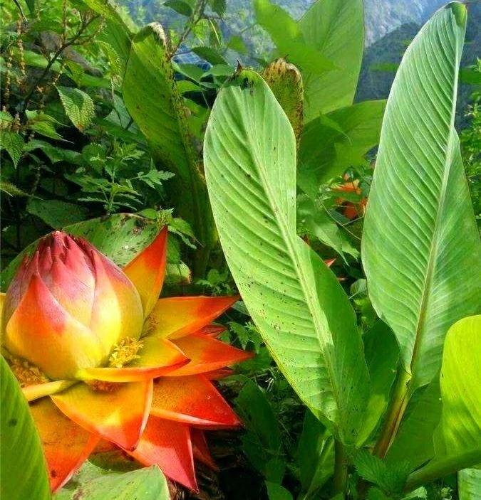 云南特色花卉地涌金莲好管理易成活自然盆景《直播间精选一物一拍》