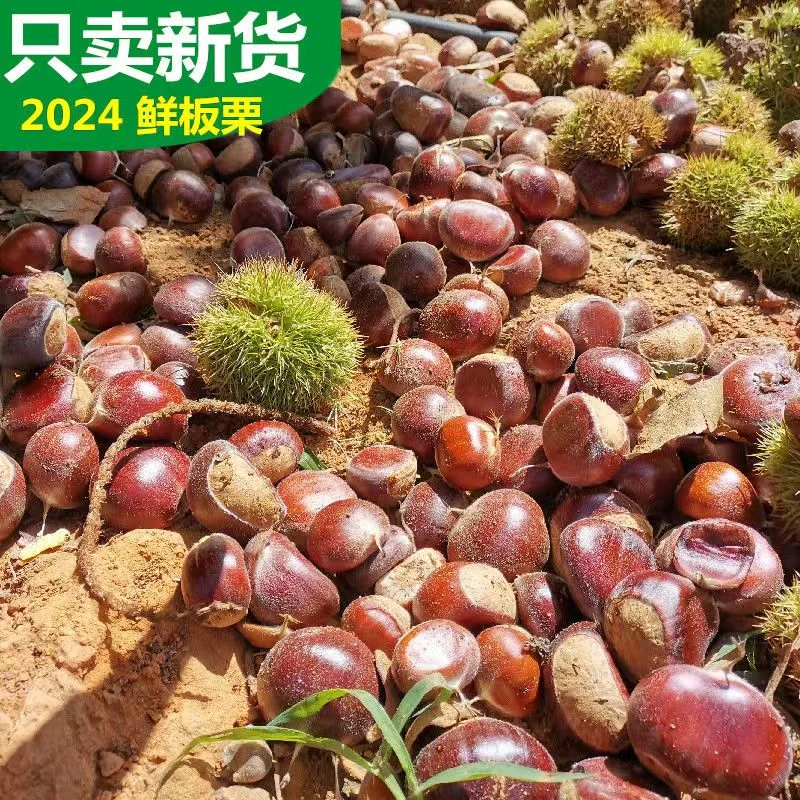 2024新鲜贵州高山板栗野生小毛栗农家现摘带壳毛栗子香甜野生油栗