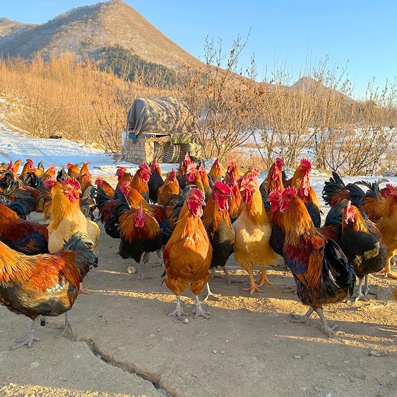 东北农村散养大公鸡溜达鸡5-6.5斤