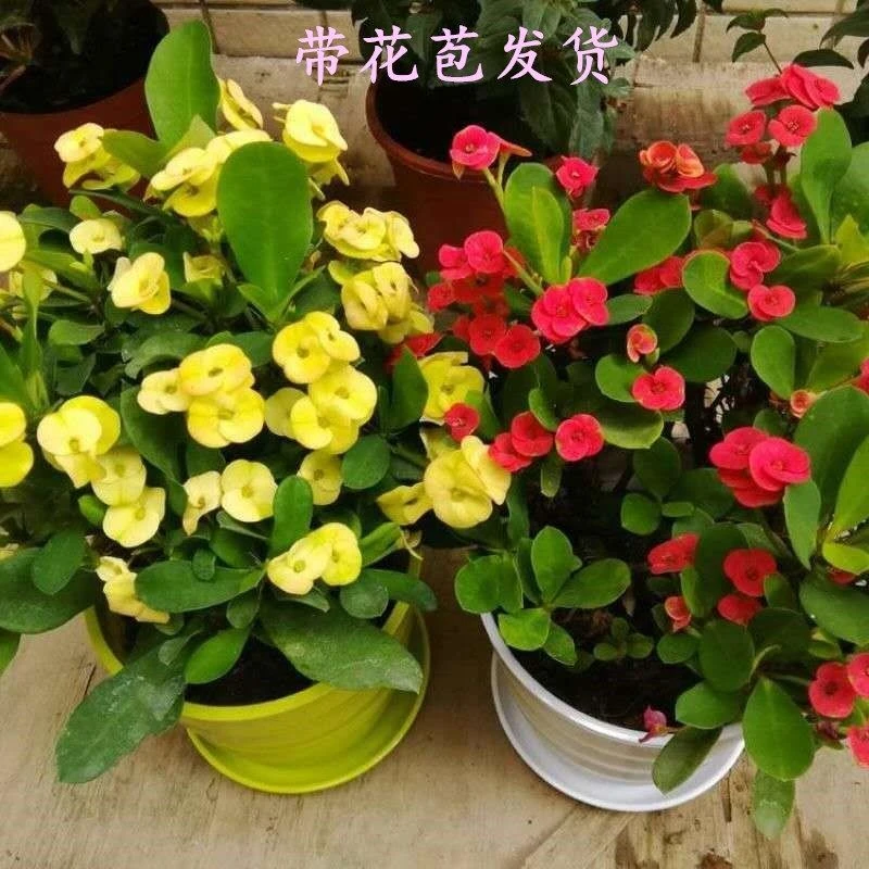 虎刺梅铁海棠盆栽绿植花卉植物室内四季庭院开花机器好养阳台耐旱