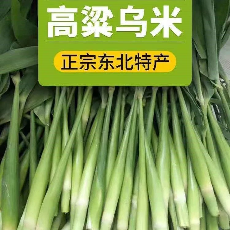 新鲜高粱乌米头茬乌米现掰现发带皮发货青皮乌米乌苠乌咪