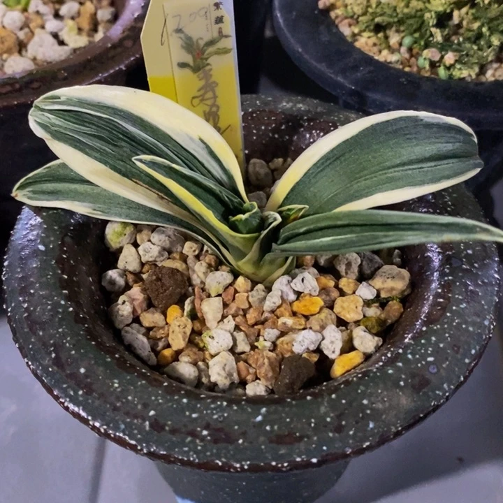 红陶20CM（含）-50CM（不含）寿星
