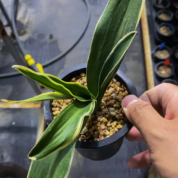 红陶20CM（含）-50CM（不含）