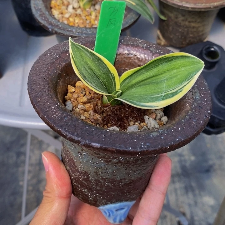 红陶20CM（含）-50CM（不含）