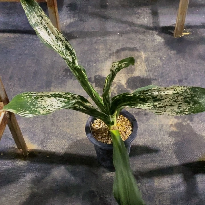 红陶20CM（含）-50CM（不含）