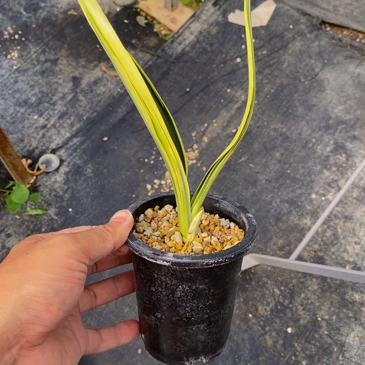 红陶20CM（含）-50CM（不含）R****n