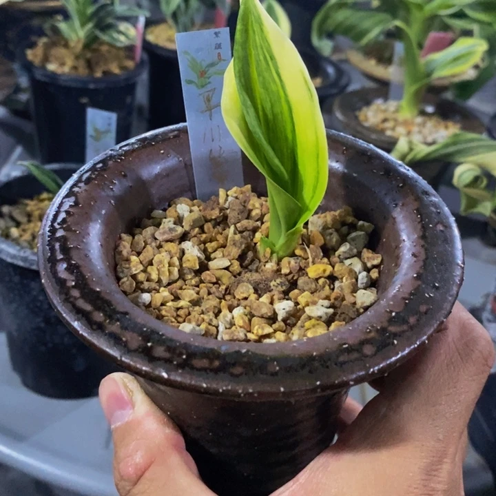 红陶20CM（含）-50CM（不含）平川缟甲