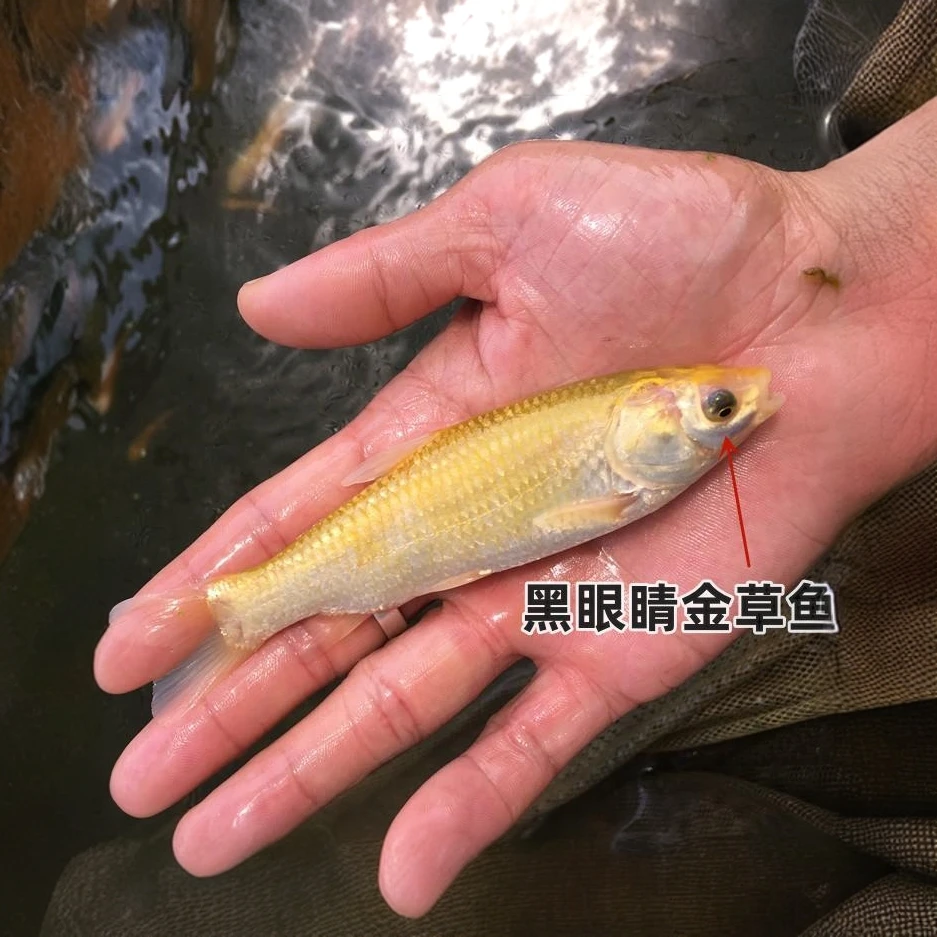 金草鱼金鲩鱼 5到15cm红色草宠物活体鱼水族鱼缸鱼俄罗斯黄金草鱼
