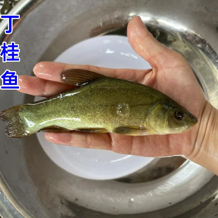 丁桂鱼丁鱥鱼淡水鱼丁贵鱼宠物鱼水族鱼活体鱼须鱼观赏鱼丁穗鱼