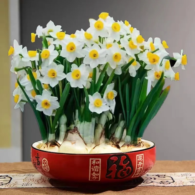 福建漳州正宗水仙花水培带盆年宵花耐寒好养室内