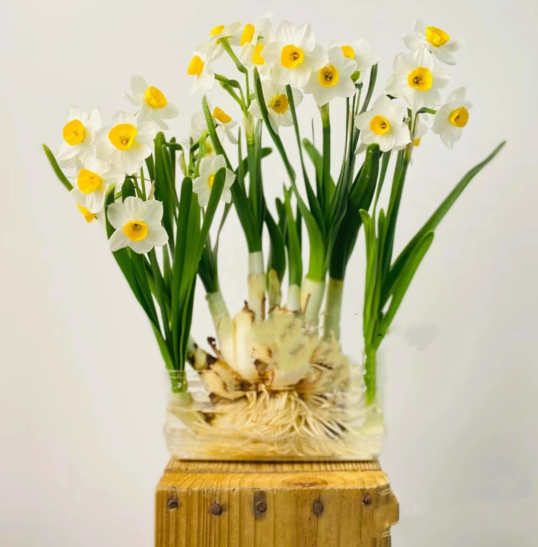 八字切漳州精选水仙花水培不含盆，带根带芽室内好养耐寒