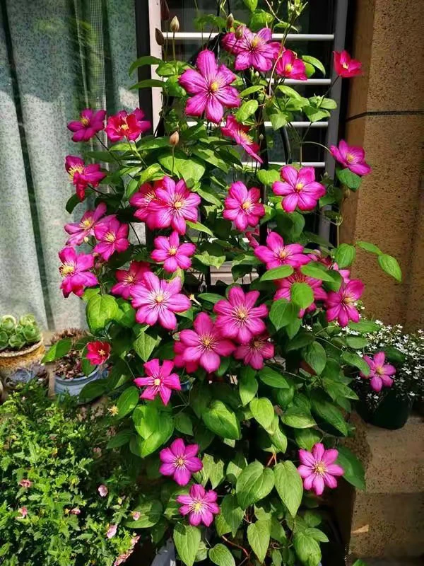 （里昂村庄）1.5加仑中苗铁线莲花量大适合地栽耐热耐寒庭院花卉