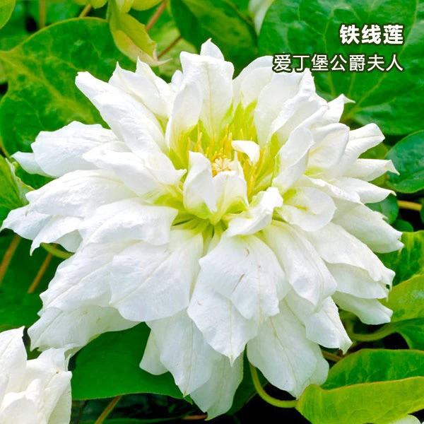【爱丁堡公爵夫人）1.5加仑中苗铁线莲重瓣勤花庭院多年生仙气家庭