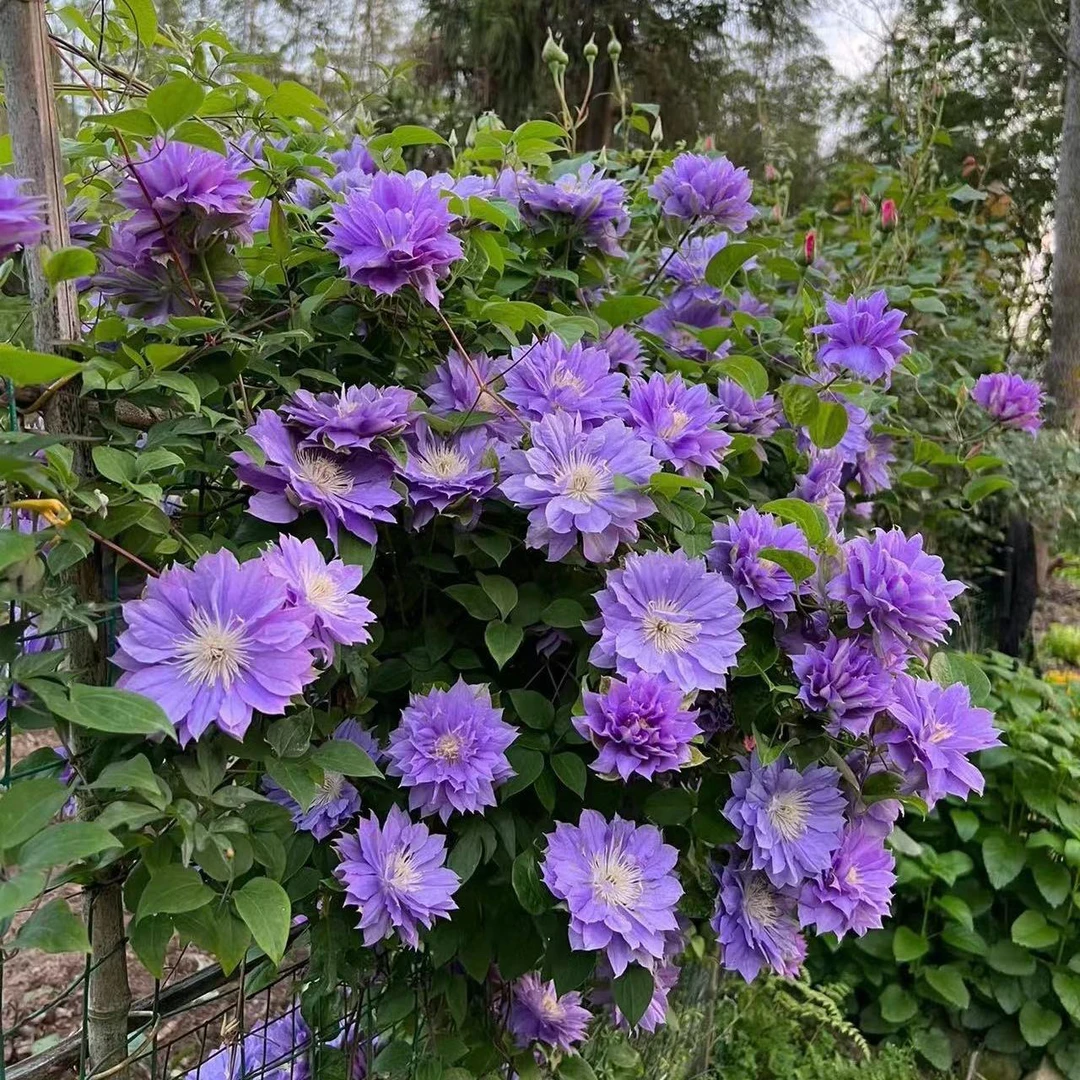 铁线莲中大苗一物一拍