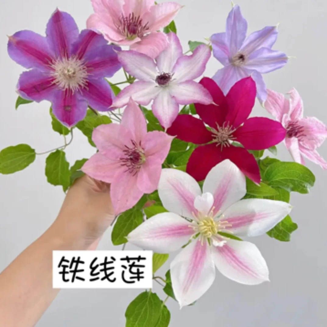 铁线莲花苗阳台盆栽藤本皇后爬藤花卉藤本植物庭院好养的带花花苗